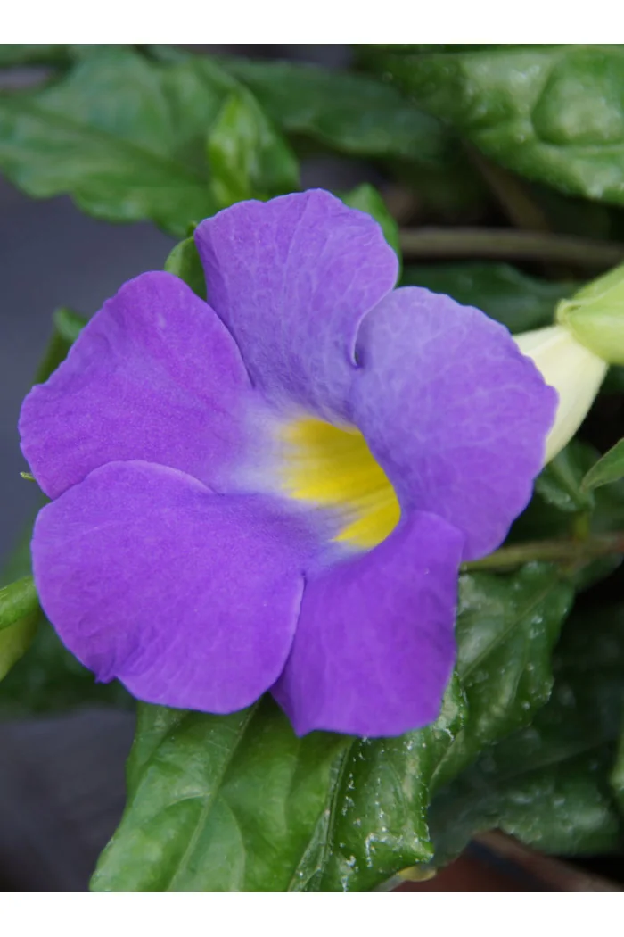 Tunbergia wzniesiona 'Blu' Thunbergia erecta