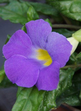 Tunbergia wzniesiona 'Blu' Thunbergia erecta