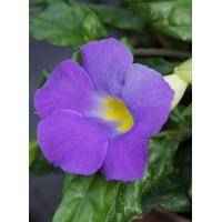 Tunbergia wzniesiona 'Blu' Thunbergia erecta