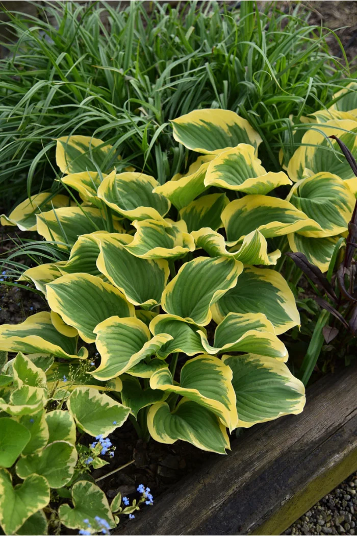 Funkia 'Liberty' | Hosta