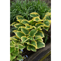 Funkia 'Liberty' | Hosta