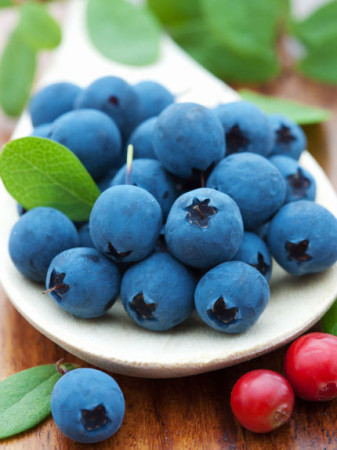 Borówka wysoka (amerykańska) 'Bluejay' Vaccinium corymbosum