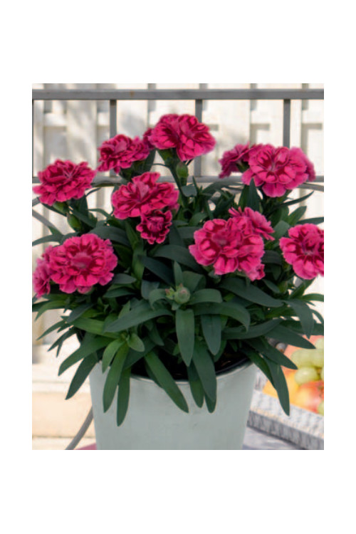 Goździk ogrodowy 'Pink and Purple' | Dianthus caryophyllus