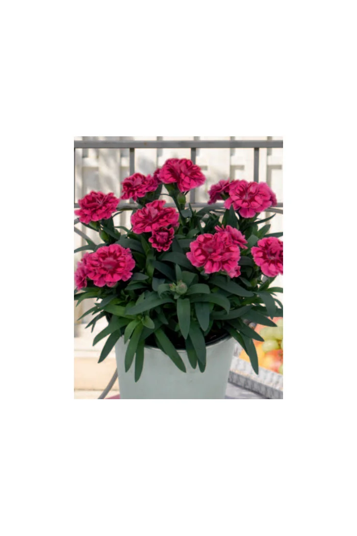 Goździk ogrodowy 'Pink and Purple' | Dianthus caryophyllus