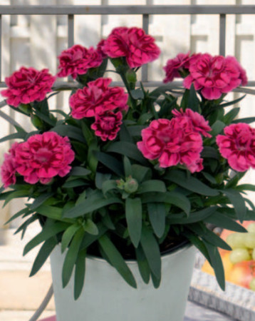 Goździk ogrodowy 'Pink and Purple' | Dianthus caryophyllus