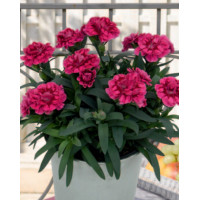 Goździk ogrodowy 'Pink and Purple' | Dianthus caryophyllus