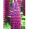 Łubin 'Masterpiece' Lupinus