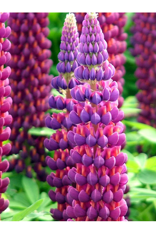 Łubin 'Masterpiece' Lupinus