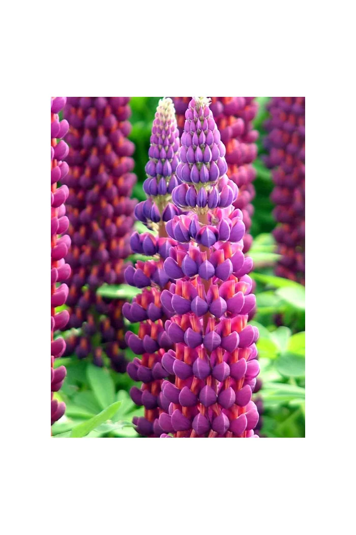 Łubin 'Masterpiece' Lupinus
