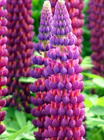 Łubin 'Masterpiece' Lupinus