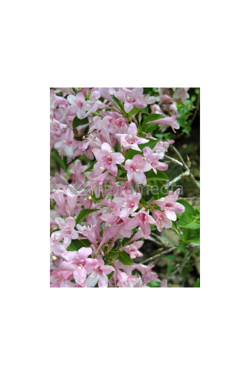 Krzewuszka cudowna 'Pink Princess' Weigela florida