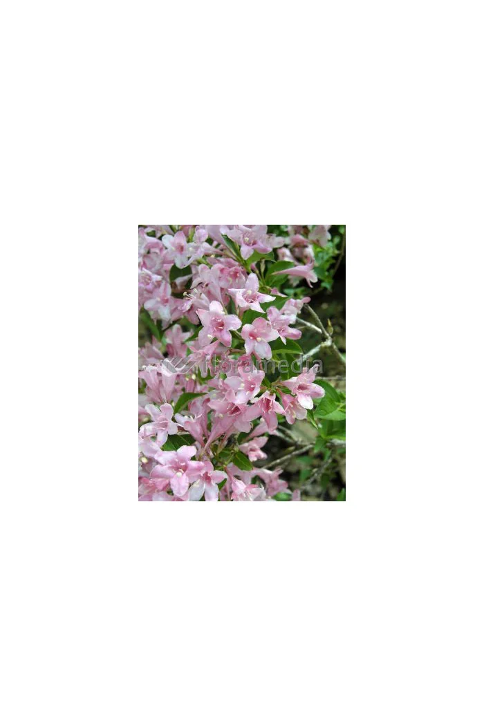 Krzewuszka cudowna 'Pink Princess' Weigela florida