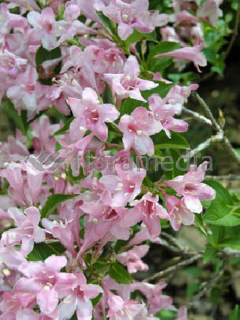 Krzewuszka cudowna 'Pink Princess' Weigela florida