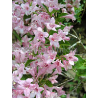 Krzewuszka cudowna 'Pink Princess' Weigela florida