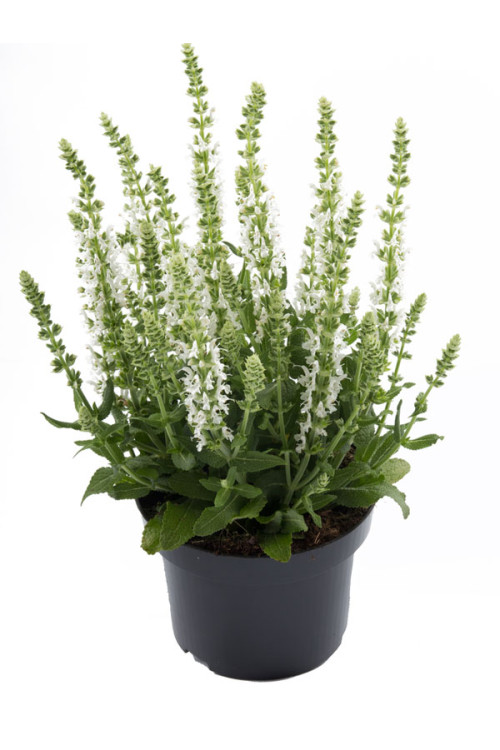 Szałwia Sensation 'Medium White' | Salvia