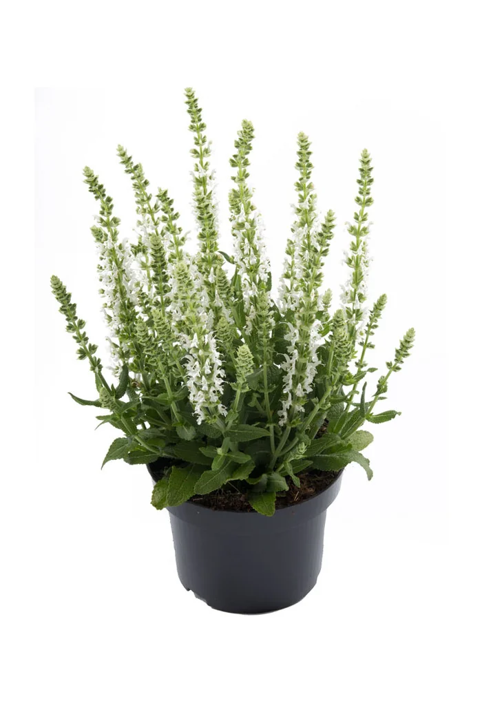 Szałwia Sensation 'Medium White' | Salvia