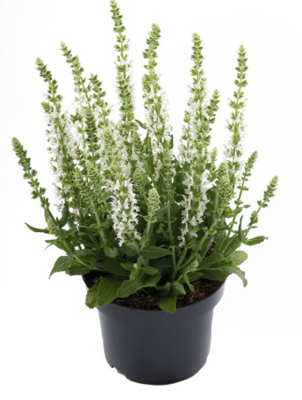 Szałwia Sensation 'Medium White' | Salvia