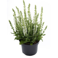 Szałwia Sensation 'Medium White' | Salvia