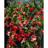 Borówka brusznica 'Koralle' Vaccinium vitis-idaea