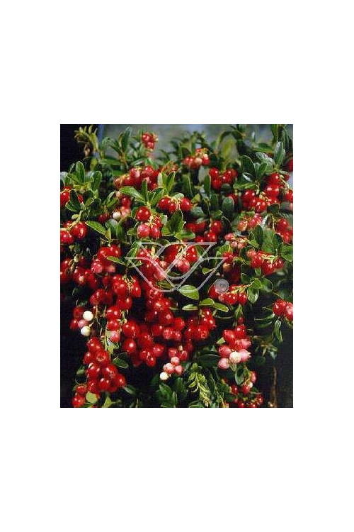 Borówka brusznica 'Koralle' Vaccinium vitis-idaea