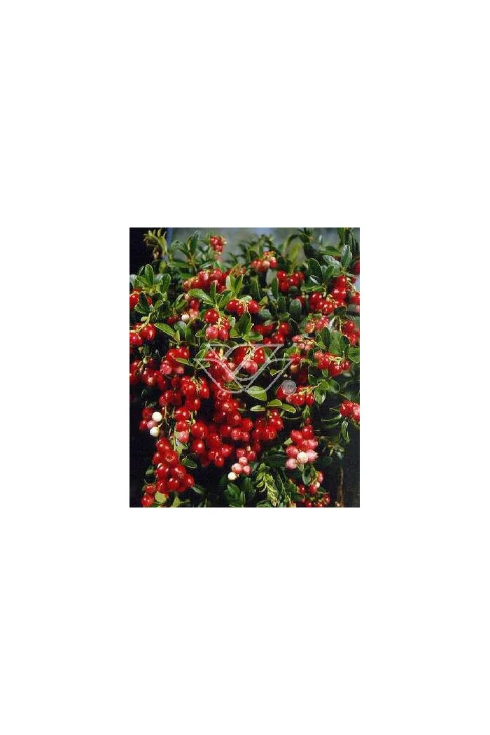 Borówka brusznica 'Koralle' Vaccinium vitis-idaea