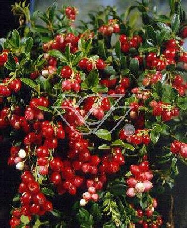 Borówka brusznica 'Koralle' Vaccinium vitis-idaea