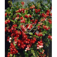 Borówka brusznica 'Koralle' Vaccinium vitis-idaea