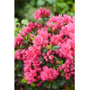Azalia japońska 'Canzonetta' | Azalea japonica