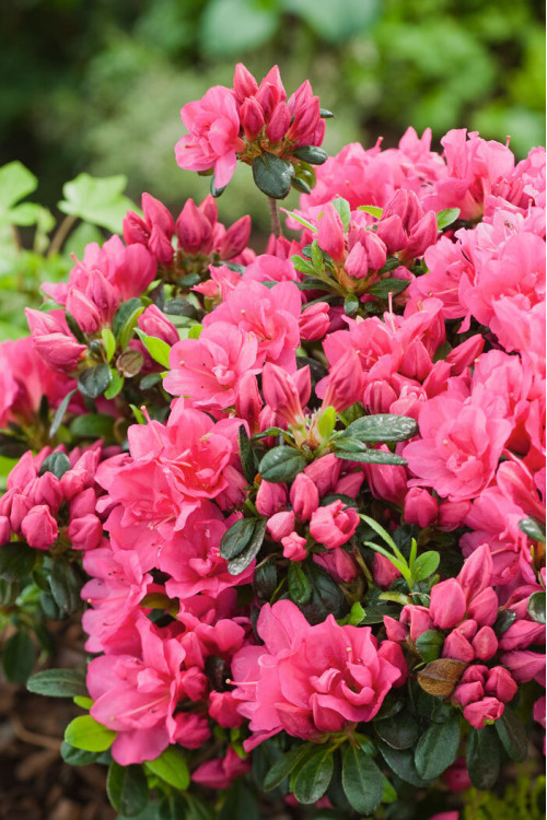 Azalia japońska 'Canzonetta' | Azalea japonica