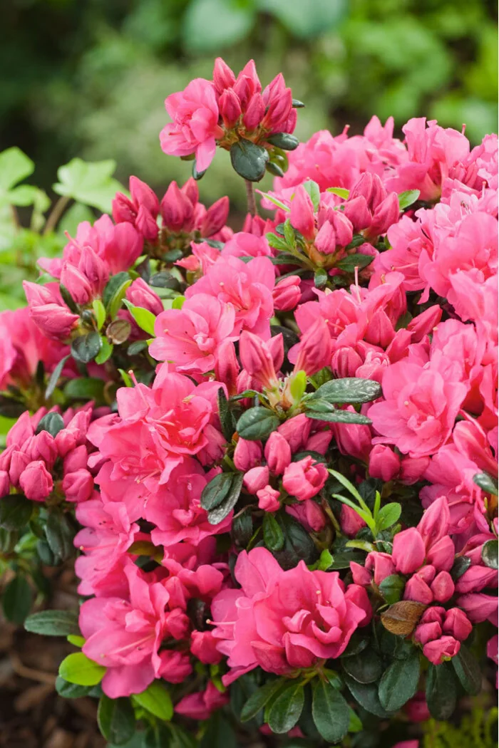 Azalia japońska 'Canzonetta' | Azalea japonica