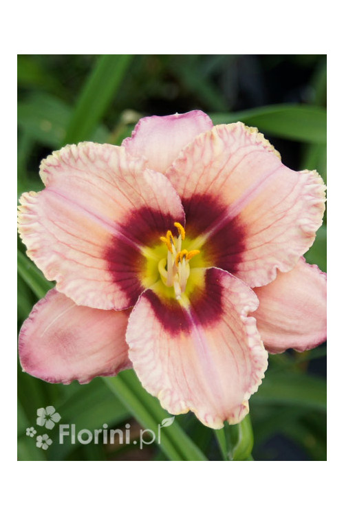 Liliowiec 'Orchid Candy' | Hemerocallis