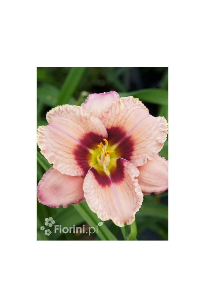 Liliowiec 'Orchid Candy' | Hemerocallis