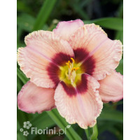 Liliowiec 'Orchid Candy' | Hemerocallis