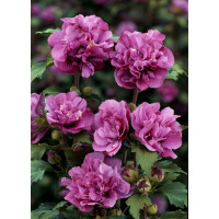 Ketmia syryjska 'Duc de Brabant' Hibiscus syriacus