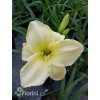 Liliowiec 'Snow Appartion' Hemerocallis