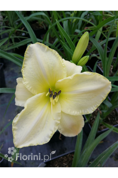 Liliowiec 'Snow Appartion' Hemerocallis