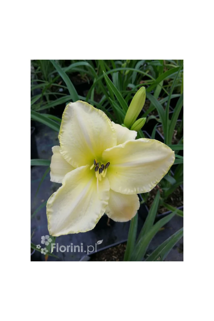 Liliowiec 'Snow Appartion' Hemerocallis
