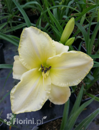 Liliowiec 'Snow Appartion' Hemerocallis