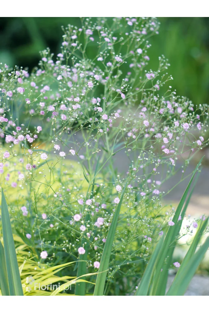 Gipsówka rozesłana 'Pink Wedding' | Gypsophila repens