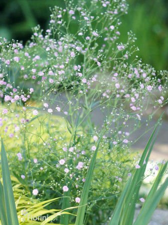 Gipsówka rozesłana 'Pink Wedding' | Gypsophila repens