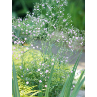 Gipsówka rozesłana 'Pink Wedding' | Gypsophila repens