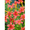 Liliowiec 'Pink Damask' | Hemerocallis