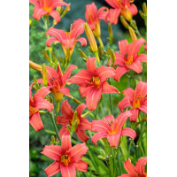 Liliowiec 'Pink Damask' | Hemerocallis