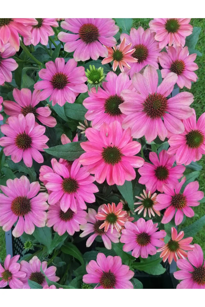 Jeżówka 'Evolution Colorific' | Echinacea