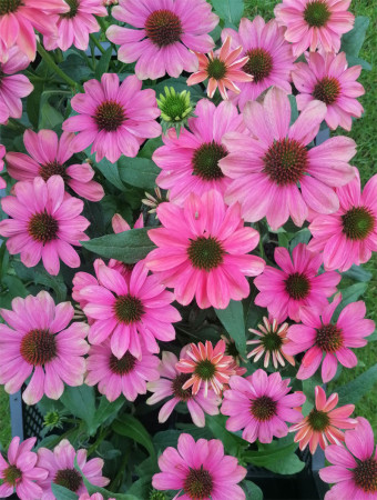 Jeżówka 'Evolution Colorific' | Echinacea