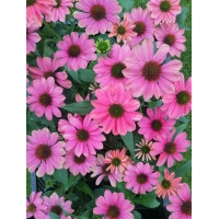 Jeżówka 'Evolution Colorific' | Echinacea