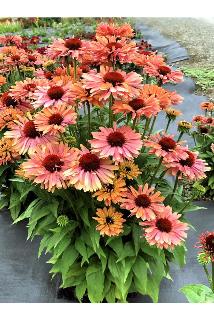 Jeżówka 'Fresco Apricot' | Echinacea