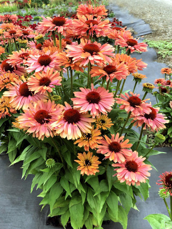Jeżówka 'Fresco Apricot' | Echinacea