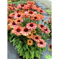 Jeżówka 'Fresco Apricot' | Echinacea