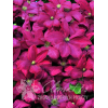 Powojnik 'Kryspina' | Clematis
